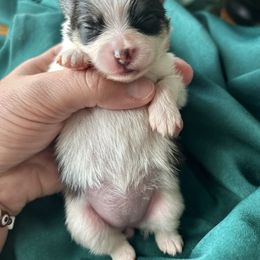 Pomeranian Puppies from Lucky Poms