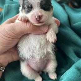 Pomeranian Puppies from Lucky Poms