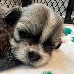 Boy 1 - Tricolor male Shih Tzu puppy in Silver Spring, Maryland from Saraya’s Shih Tzus