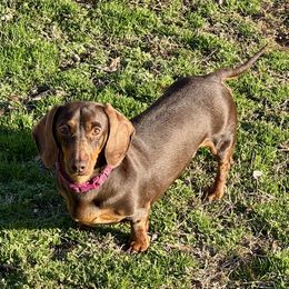 Junie B. - Dachshund