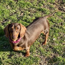 Junie B. - Dachshund