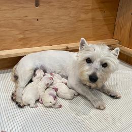 Boy 3 - White male West Highland White Terrier puppy in Idabel, Oklahoma from Ravens Nest Westies