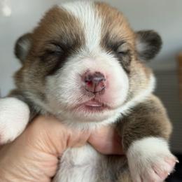 Louis Algiz Gebo - Fawn male Pembroke Welsh Corgi puppy in Hallandalle, Florida from Algiz Gebo