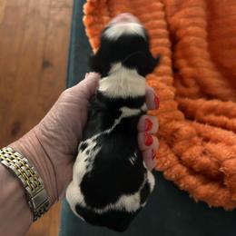 Star - Tri-Roan female English Springer Spaniel puppy in Sonora, California from Sonora Hills ESS