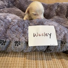 Dachshund Puppies from Forever home dachshunds