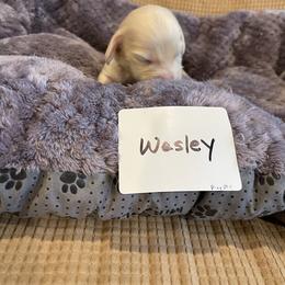Dachshund Puppies from Forever home dachshunds