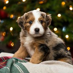 River - male Australian Mountain Doodle puppy in Cortez, Colorado from Sassy Pants Pups