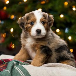 River - male Australian Mountain Doodle puppy in Cortez, Colorado from Sassy Pants Pups