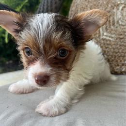 Echo - AKC - Chocolate, tan and white male Yorkshire Terrier puppy in Calhoun, Georgia from Peach State Yorkies