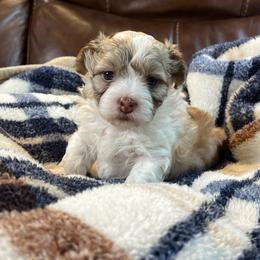 Theodore - Gold sable male Havanese puppy in Starr, South Carolina from Home with Havanese