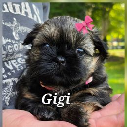 Gigi - Red and tan female Shih Tzu puppy in Ellettsville, Indiana from Cutie Pie Shih Tzus