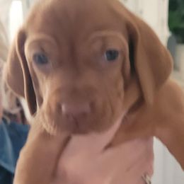 "Ruby" Girl #6 - Golden rust Vizsla puppy in Destin, Florida from Vizslas of Northwest Florida