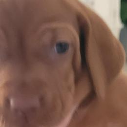 "Ruby" Girl #6 - Golden rust Vizsla puppy in Destin, Florida from Vizslas of Northwest Florida