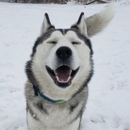 Siberian Huskies from Klich's Siberian Huskies