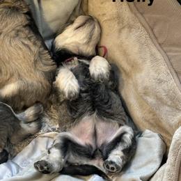 Hot Pink Holly - Salt and pepper female Miniature Schnauzer puppy in Mount Vernon, Washington from Skagit Valley Schnauzers