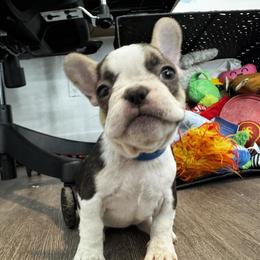 Girl 1 - female French Bulldog puppy in Anaheim, California from Brightest Days Ahead