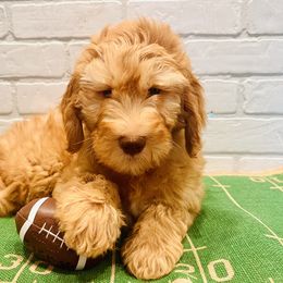 Blue Collar Boy - Apricot male Goldendoodle puppy in San Augustine, Texas from Vintage Doodles
