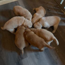 Golden Retriever Puppies from Apple Country Retrievers