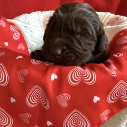 Cocoa - Brown female Newfoundland puppy in Goodhue, Minnesota from Claypits Newfoundlands