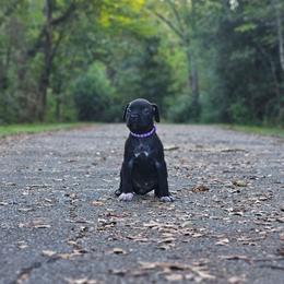 Ysera (Purple collar) - Black female Cane Corso puppy in Houston, Texas from Zenith Cane Corso