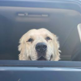 Central Asian Shepherd Dog All Grown Up from Alabaivalley
