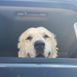 Central Asian Shepherd Dog All Grown Up from Alabaivalley