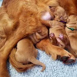 Golden Retriever and Labrador Retriever Puppies from Sutter Bay Retrievers