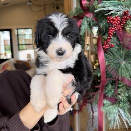 Karen - Black and white female Bernedoodle puppy in Yuba City, California from Ranch House Doodles