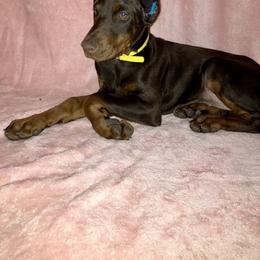Doberman Pinscher Puppies from Von Schaaf Haus DuPree