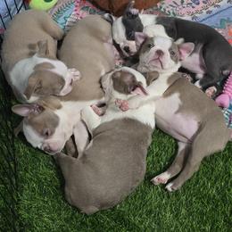 Boston Terrier Puppies from Emerald Moon Bostons