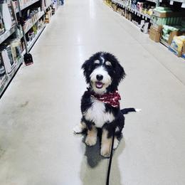 Bernedoodle, Bernese Mountain Dog, and Poodle Puppies from Bubbling Springs Doodles, LLC