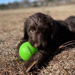 Dancer - Chocolate Labradoodle puppy in Raleigh, North Carolina from Paxterra Labradoodles