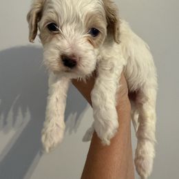Boy 4 - Sable and white male Cockapoo puppy in Dahlonega, Georgia from Loveable Cockapoos