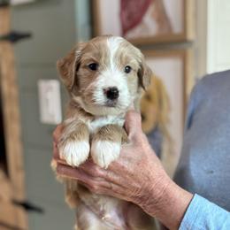 Ember - Apricot male Goldendoodle puppy in Wharton, Texas from Little Fur Friends
