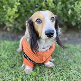 Apollo - Dachshund