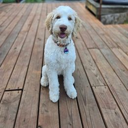 Labradoodle Puppies from Caldron Falls Doodles and Poodles