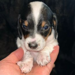 Pepper - Piebald female Dachshund puppy in Bruceton, Tennessee from Dachshund Dreams