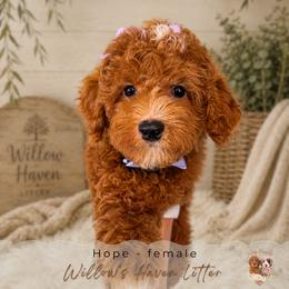 Hope - Red  female Goldendoodle puppy in Atlanta, Georgia from Teddy Puppies