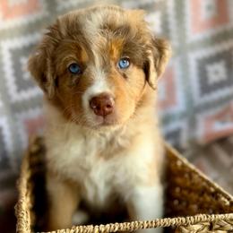 Lily - Red merle female Australian Shepherd puppy in Clover, South Carolina from Jo’s Aussies