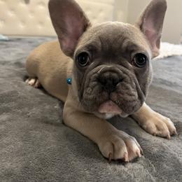 Blue collar - Blue fawn male French Bulldog puppy in Union City, Tennessee from West Tennesse Frenchies