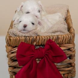 Maltese puppies from Royal Korean Maltese