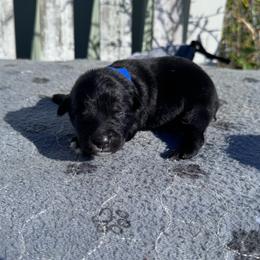 Cookies N Cream - Black tri-color female Australian Shepherd puppy in Laotto, Indiana from Circle B working Aussies