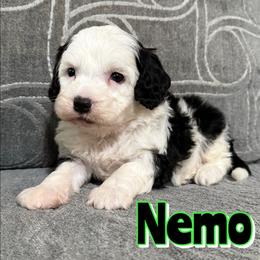 Nemo - Black and white male Sheepadoodle puppy in Saint Cloud, Florida from Rising Star Kennels