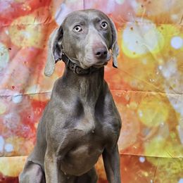 Etta - Weimaraner