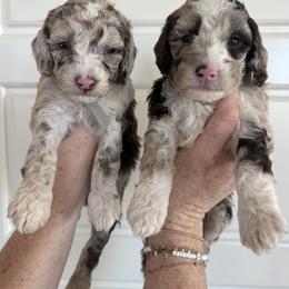 English Springer Spaniel, Poodle, and Springerdoodle Puppies from Little Mountain Springers, Springerdoodles & Poodles