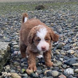 Emerald - female Australian Mountain Doodle puppy in Port Orchard, Washington from Yukon Harbor Doodles
