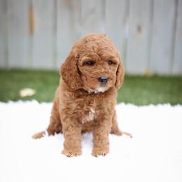 Violet - Red  female Goldendoodle puppy in Boise, Idaho from Goldendoodle Baby
