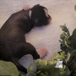 Suzie's Lullaby - Black and white female Chinese Crested puppy in Ocala, Florida from Crestie Charm Cottage
