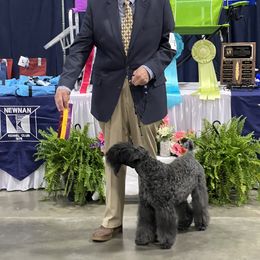 Kerry Blue Terrier All Grown Up from Lindmar Kerry Blue Terriers