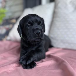 Onyx - Black male Labrador Retriever puppy in Rocky Top, Tennessee from Rocky Top Retrievers